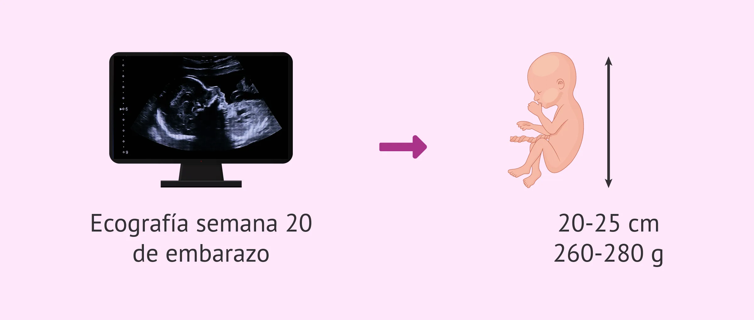 Imagen: Medidas del feto al final del quinto mes de embarazo