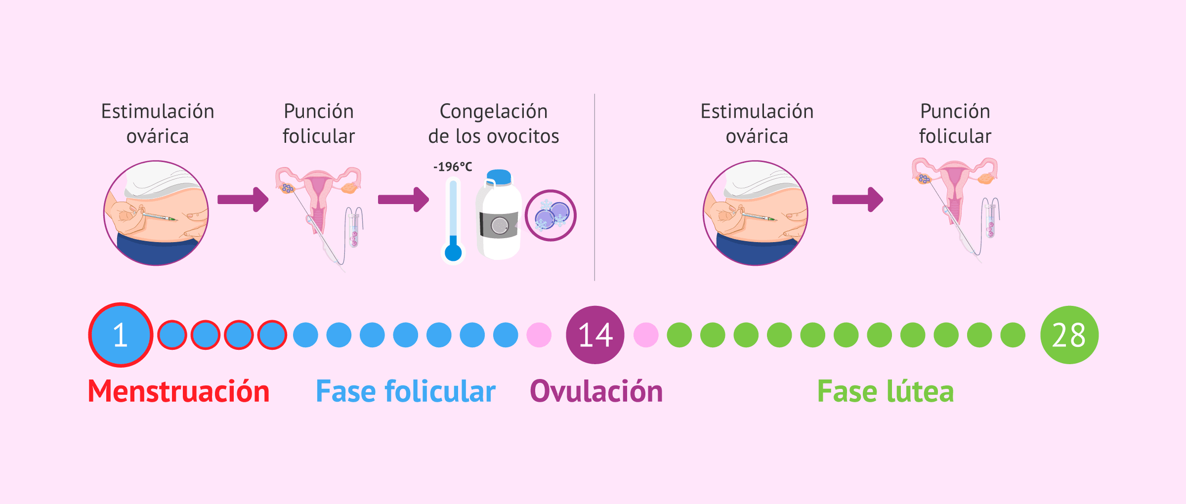 Imagen: Protocolo de doble estimulación ovárica