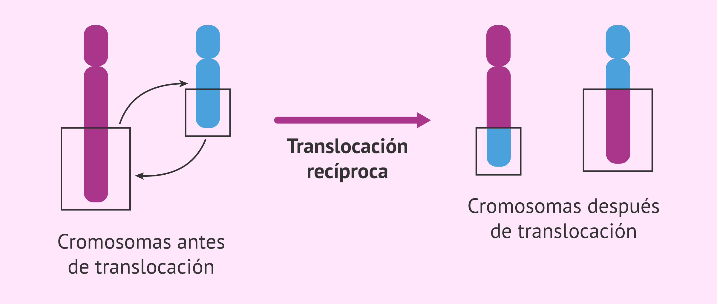 ¿Qué es una translocación cromosómica?