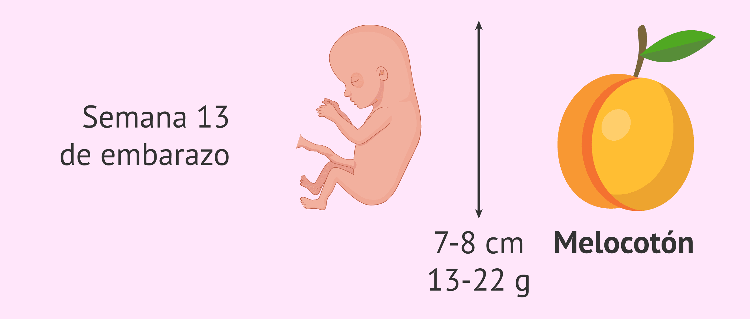 feto a las 13 semanas de embarazo