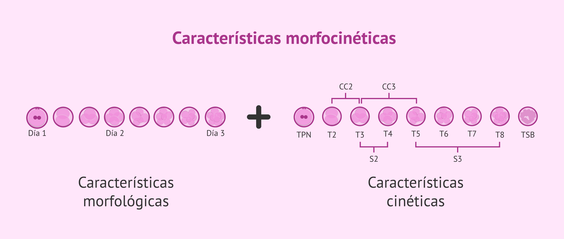 Imagen: ¿Qué son las características morfocinéticas del embrión?