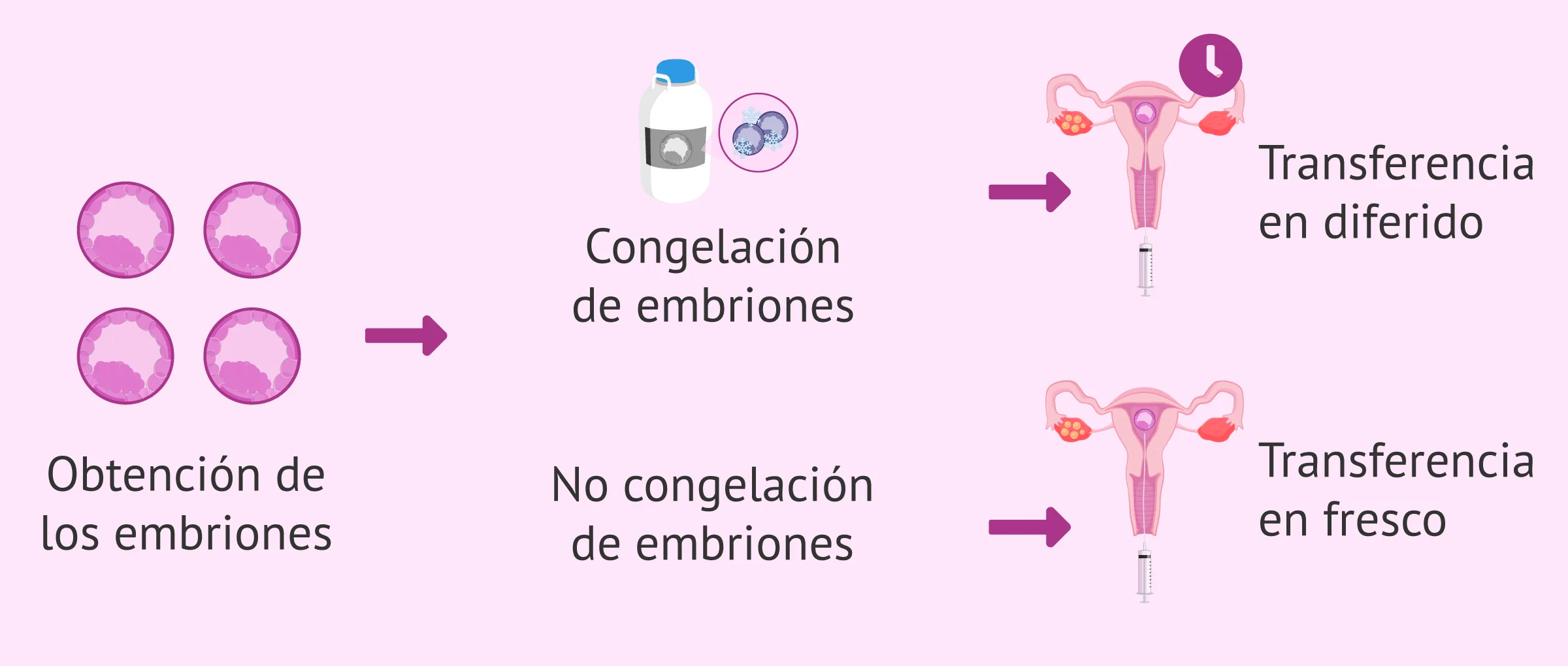 Imagen: Modelos de transferencia embrionaria