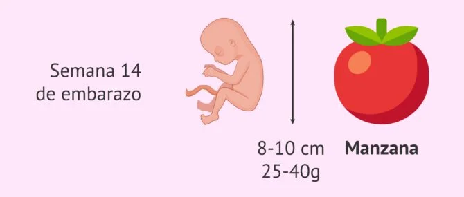 Feto Humano 14 Semanas 3d Rindió Una Ilustración Médica Precisa De