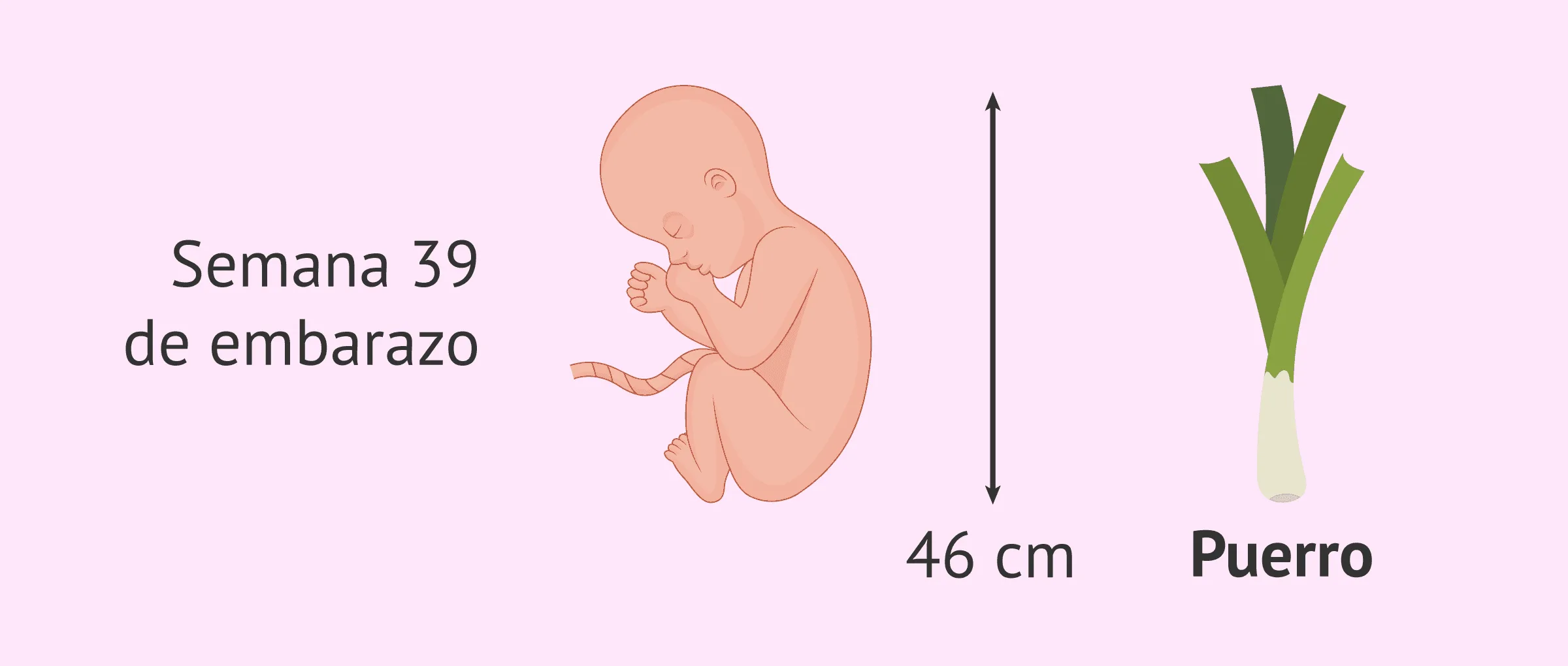 Tamaño del feto en la semana 39 de embarazo