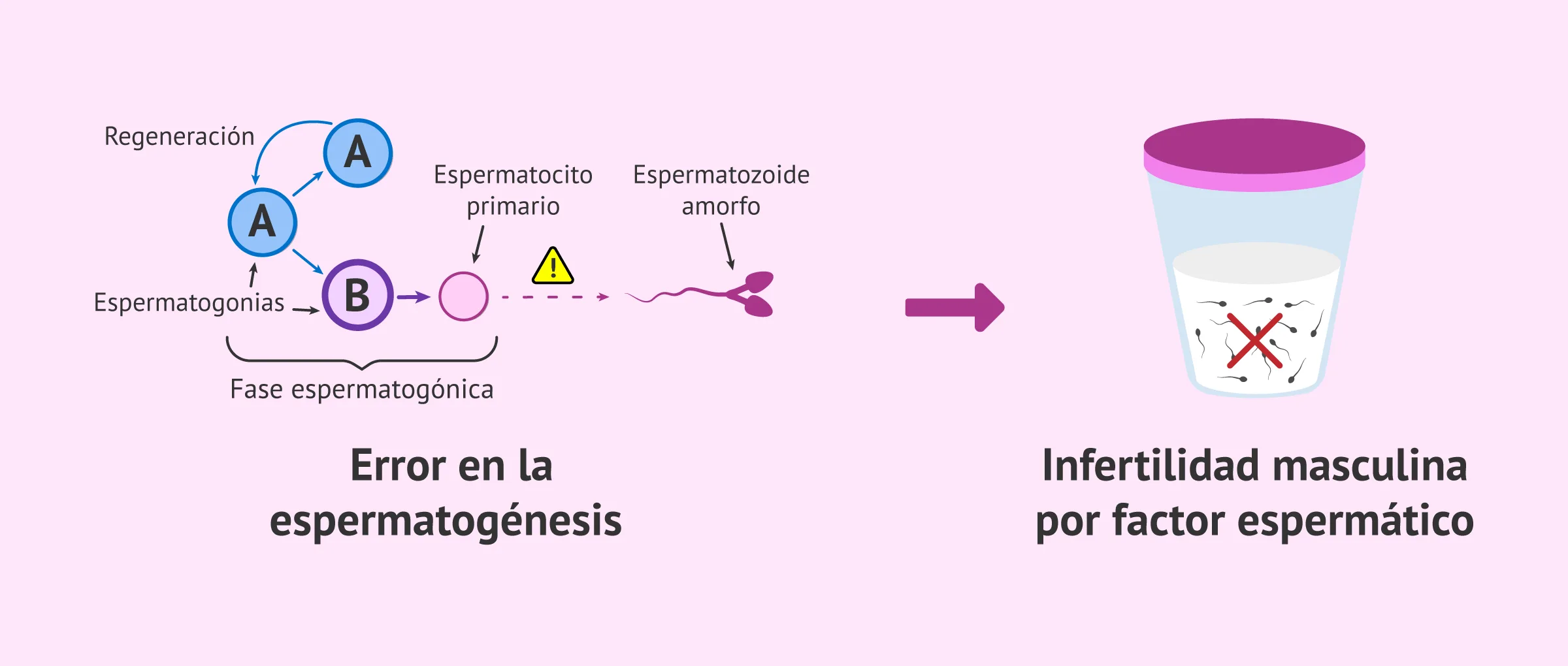 Azo spermatozoidlar bilan boladi