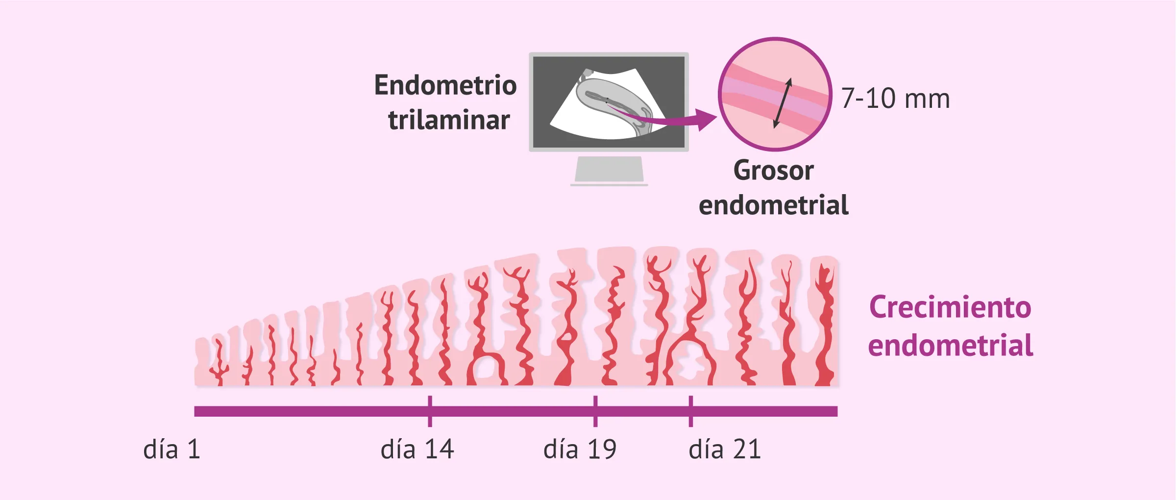 De Ovulacin A Implantacin Sistema Reproductor Femenino