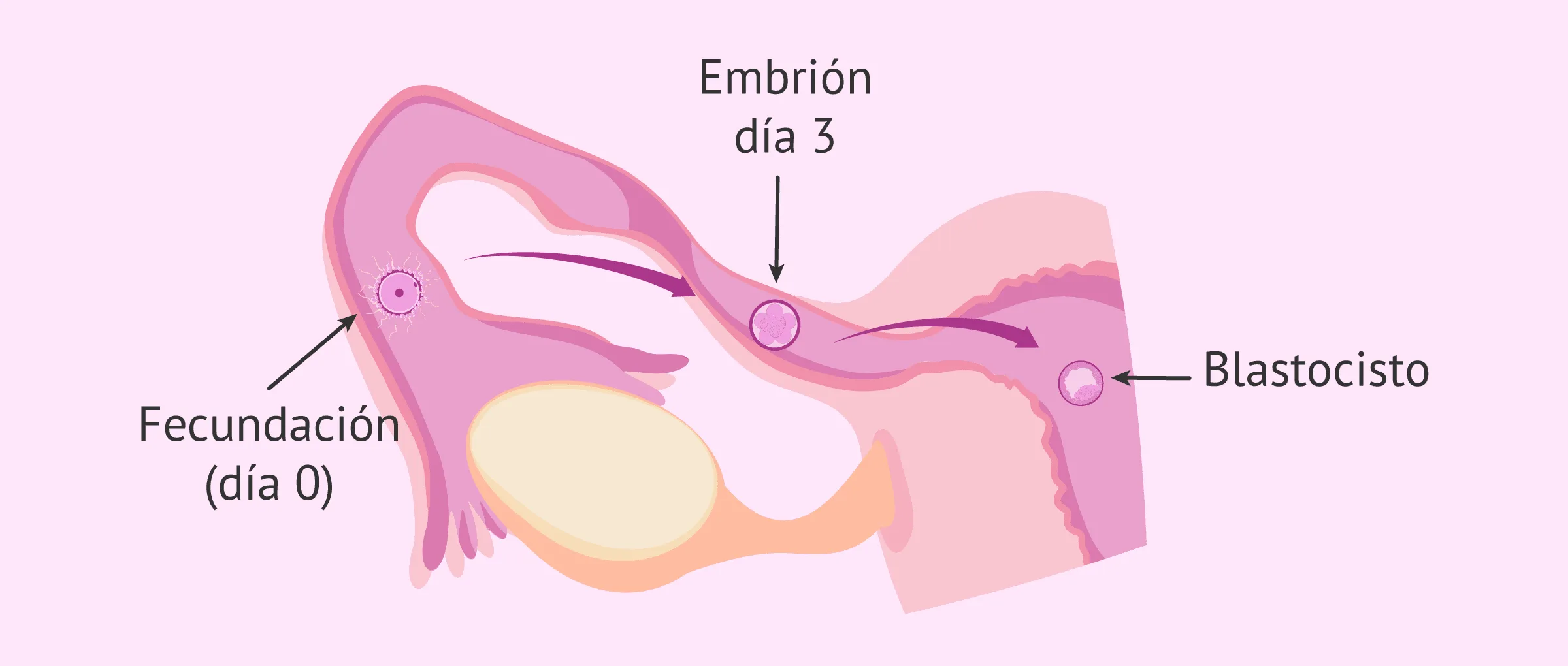 La chispa de la vida se enciende