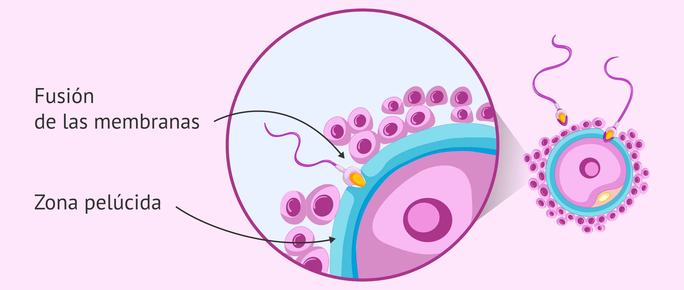 Fusión de las membranas del óvulo y el espermatozoide