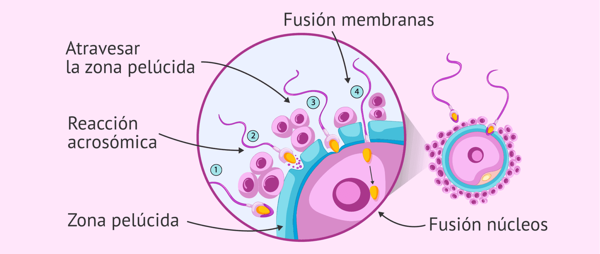 ¿Qué es la fecundación humana y cuáles son sus etapas?