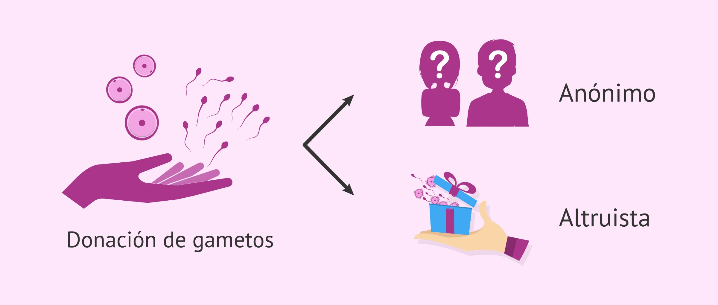 Imagen: ¿Cómo es la donación de gametos?