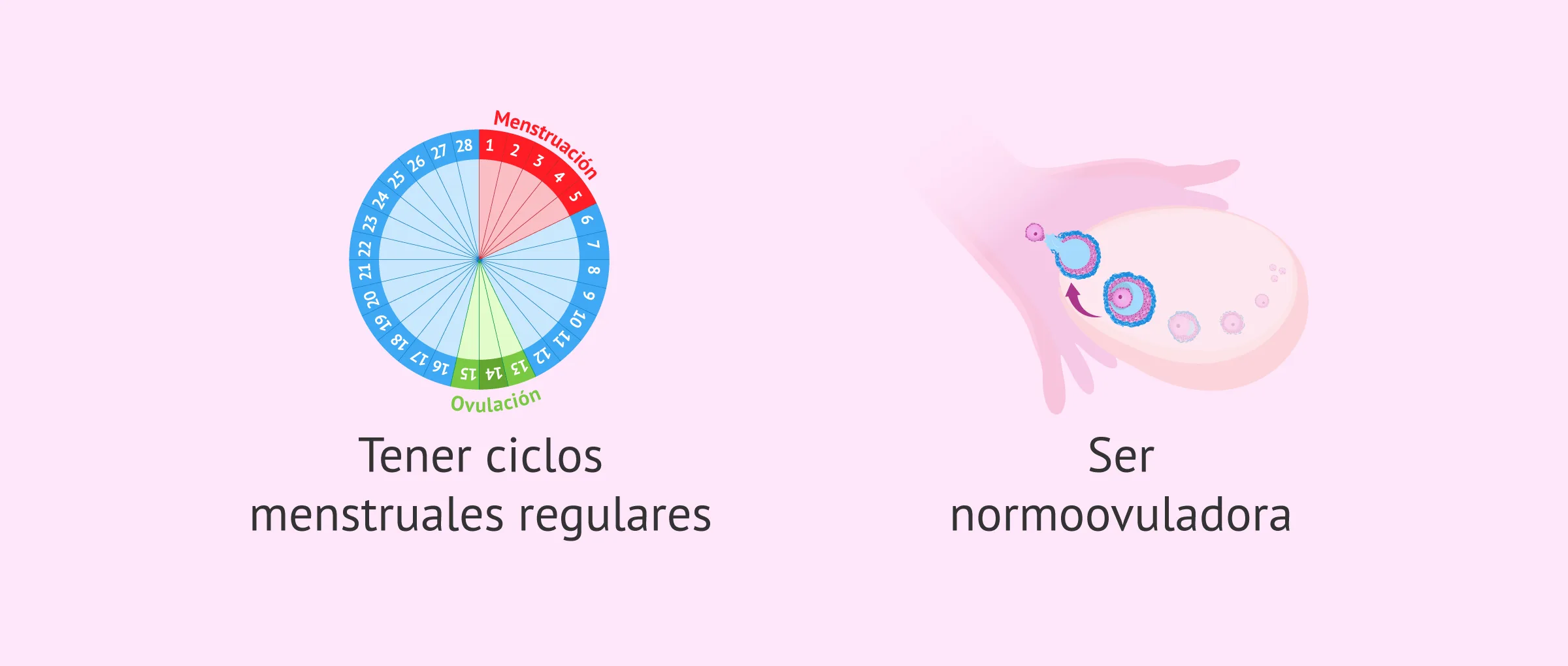 Imagen: Requisitos para transferir embriones en ciclo natural