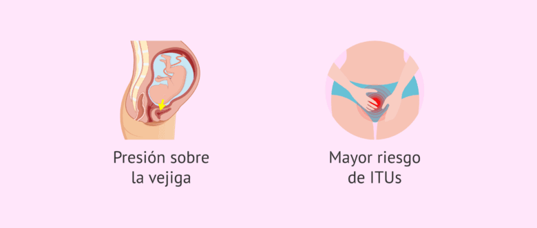 ¿Qué cambios fisiológicos ocurren durante el embarazo?