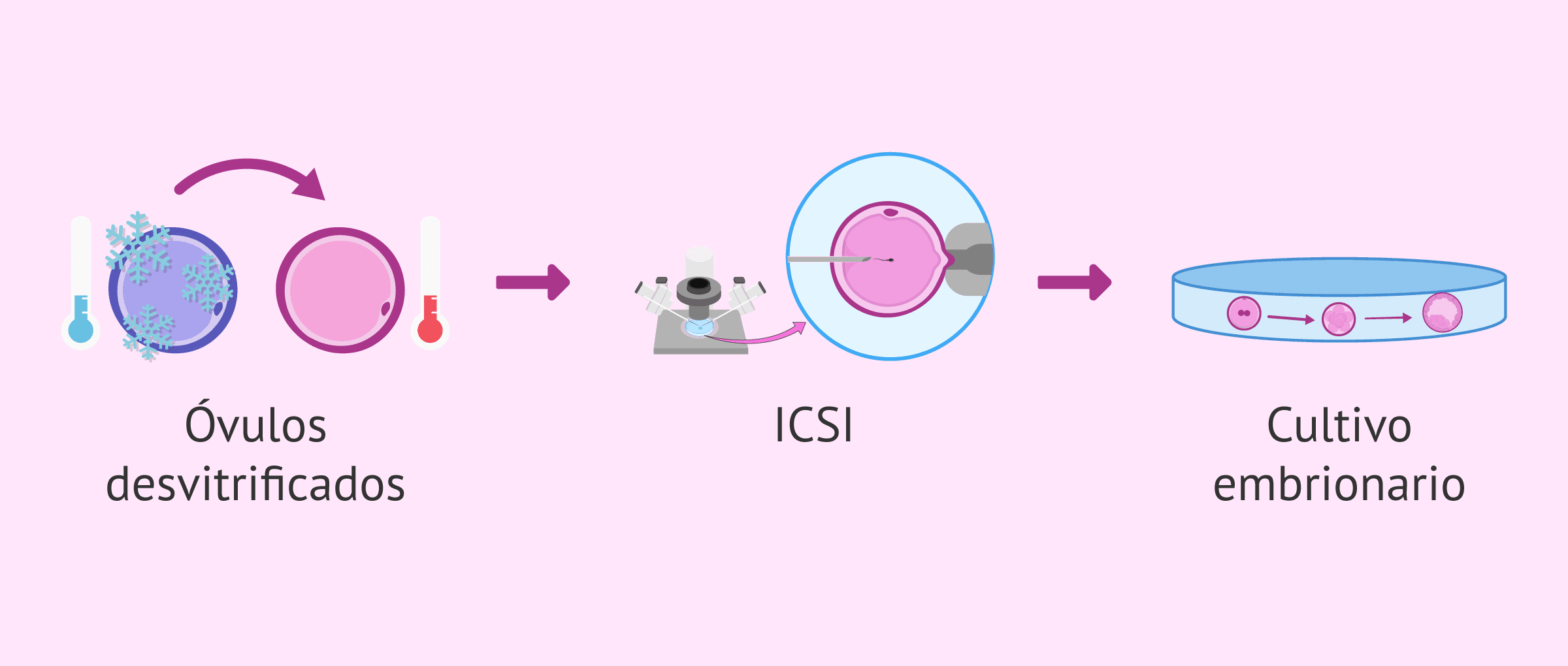 Imagen: Fecundación de los óvulos desvitrificados
