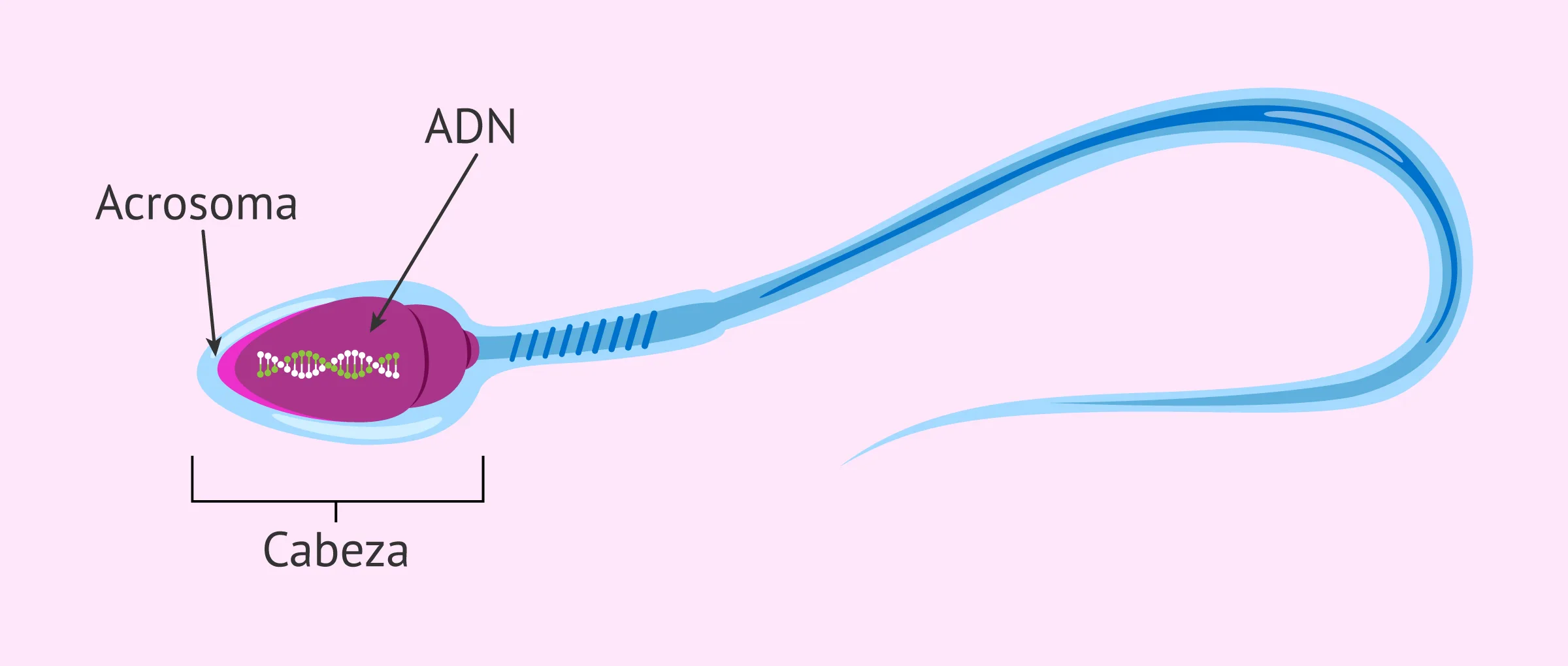Spermatozoidga nima sabab boladi? Spermatozoidga nima sabab boladi?