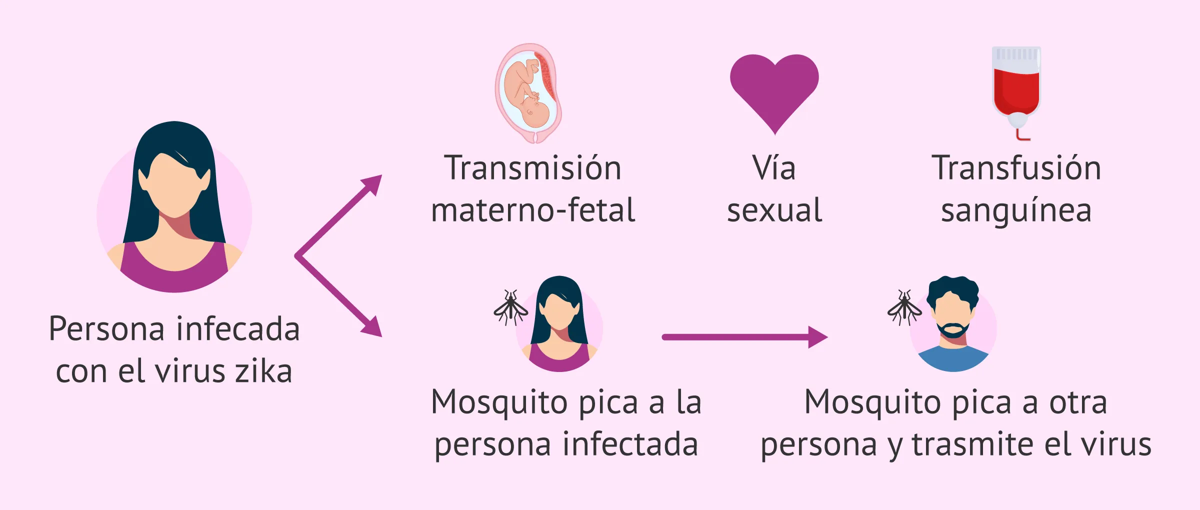 Imagen: Ciclo de transmisión del virus del Zika