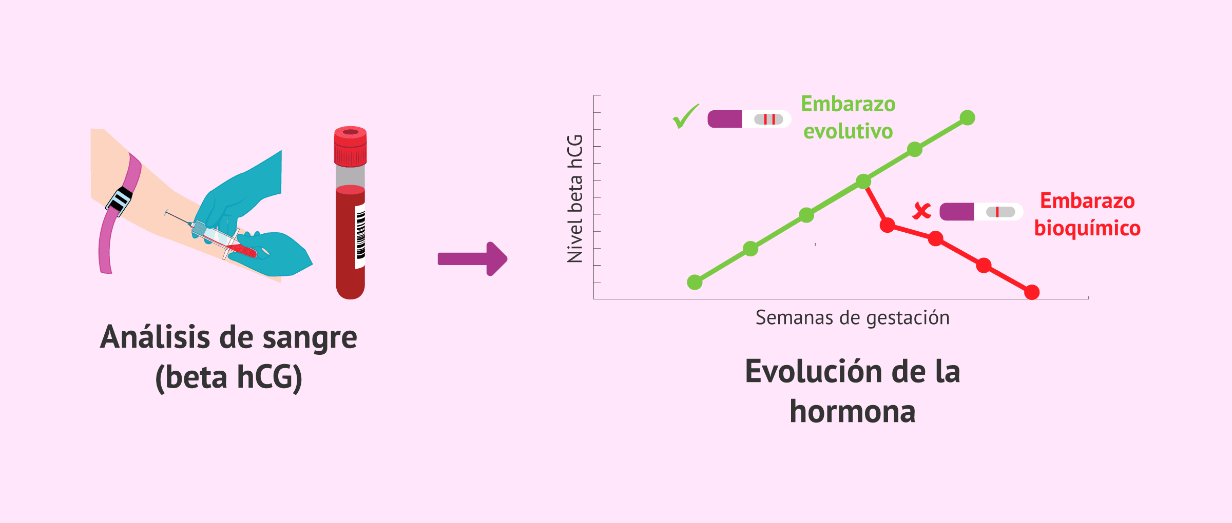 Imagen: Diferencias en la evolución de la beta hCG