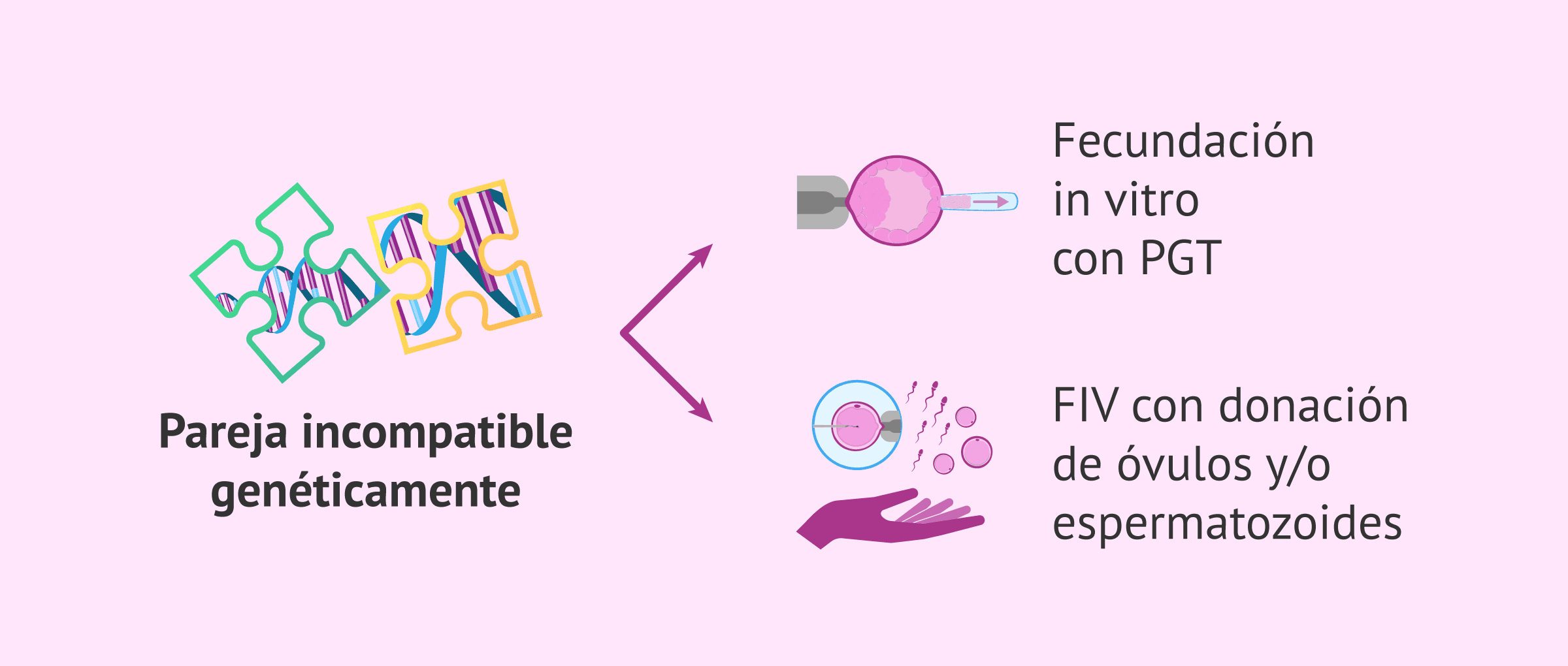 Imagen: Soluciones para la incompatibilidad genética