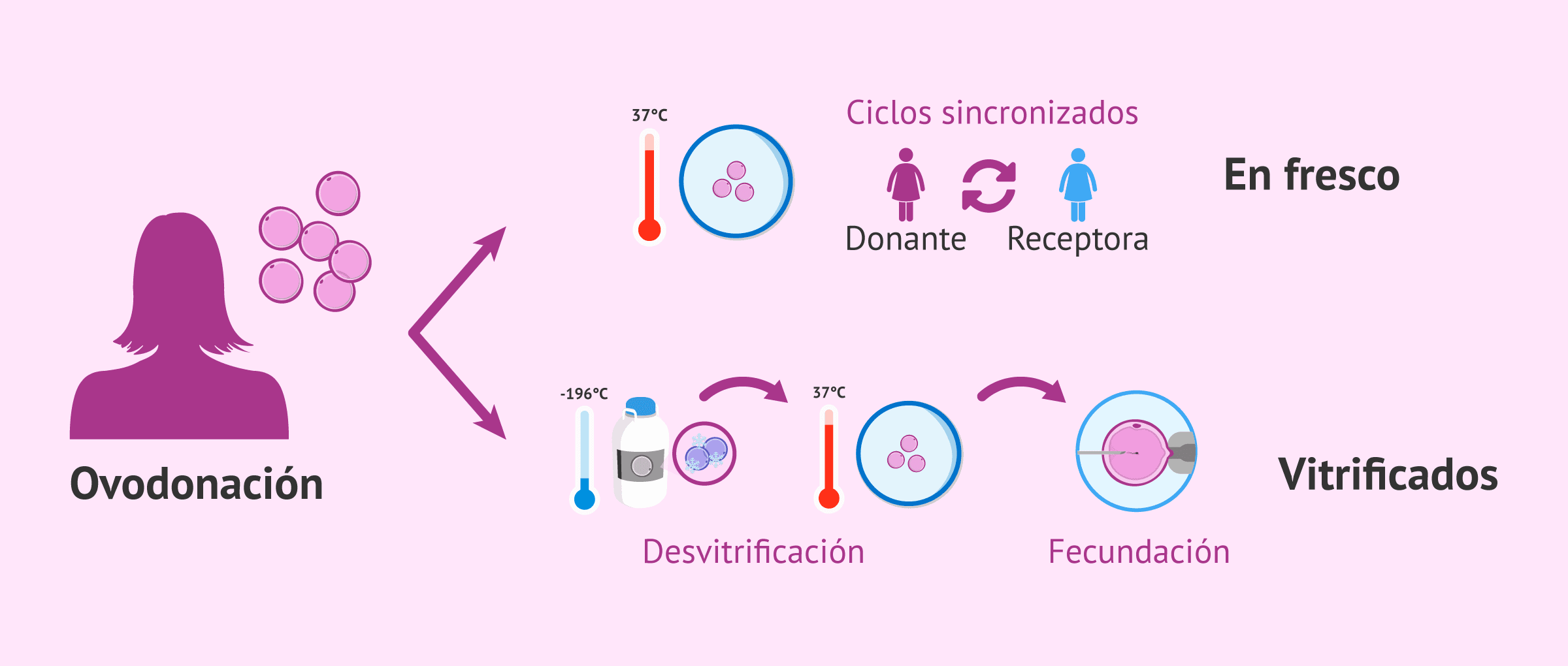 Imagen: Diferencia entre el uso de óvulos donados en fresco y vitrificados