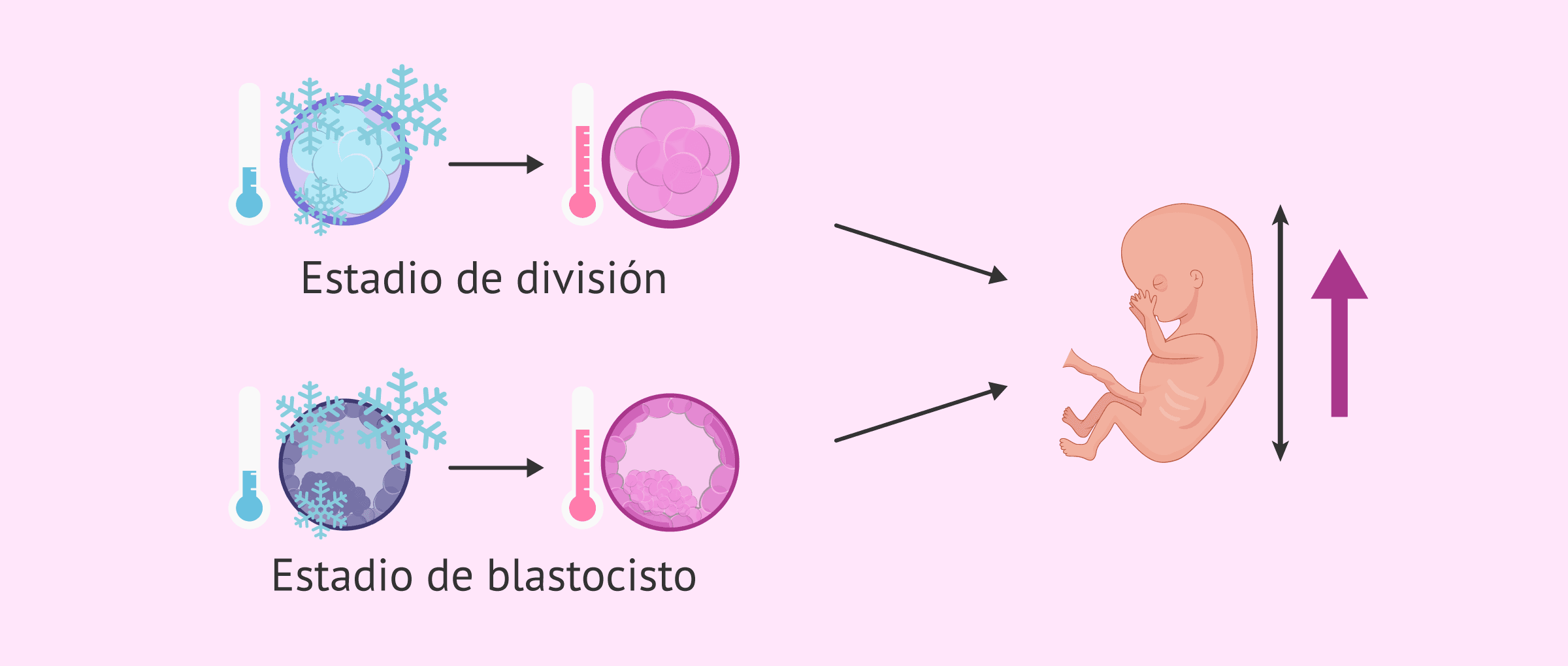 Imagen: ¿El estadio del embrión influye en el crecimiento fetal?