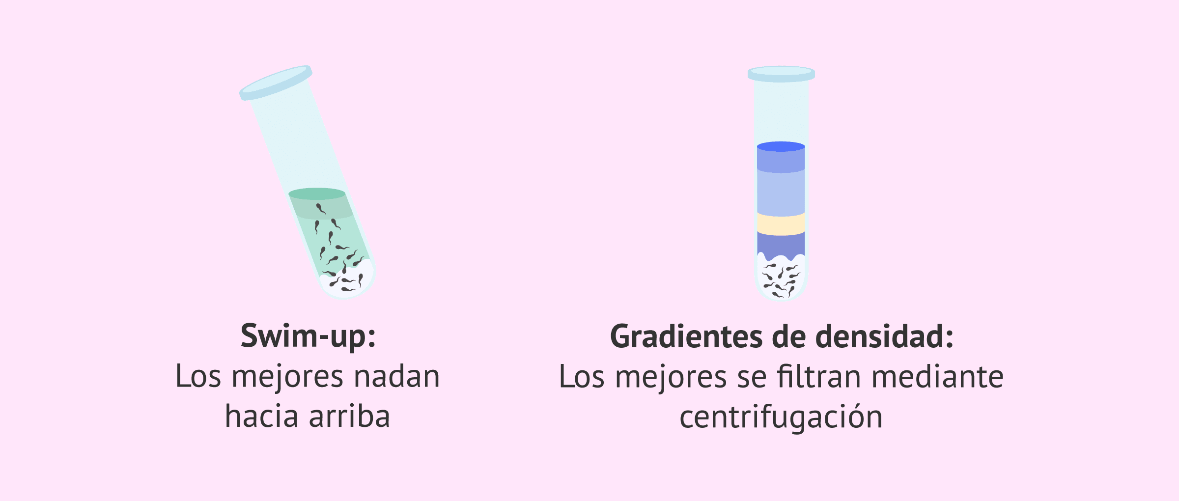 Preparar el semen: la ciencia tumba una falsa creencia del éxito