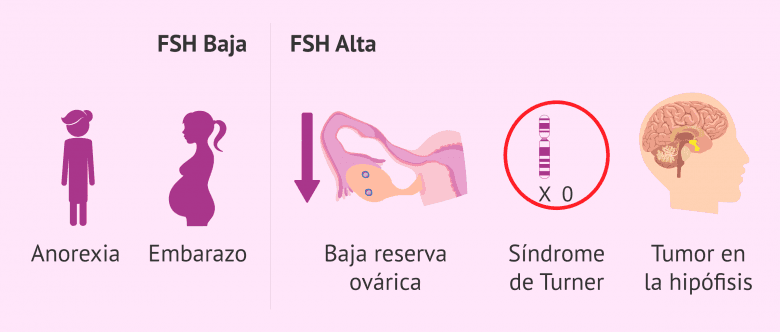 Hormona FSH: ¿cuáles son sus funciones y valores normales?